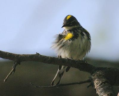 Yellow-rumped Warbler (Myrtle)