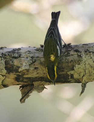 Townsend's Warbler