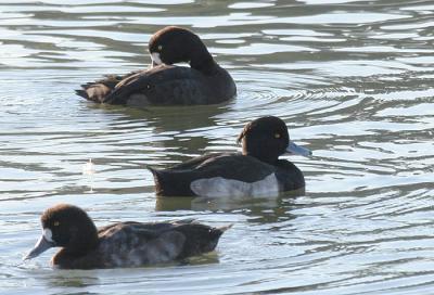 Tufted Duck