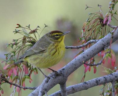 Palm Warbler