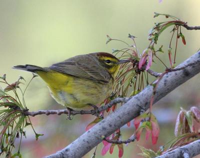 Palm Warbler