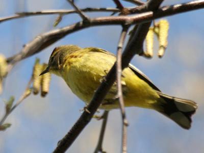 Palm Warbler