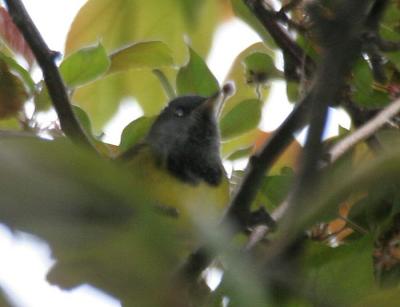 Mourning Warbler