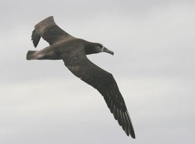 Albatrosses, Shearwaters, Storm-Petrels