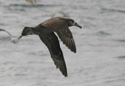 Black-footed Albatross