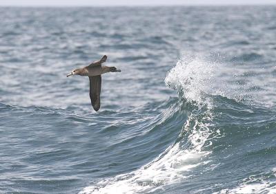 Black-footed Albatross