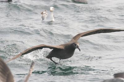 g4/58/287858/3/59228980.060423BlackfootedAlbatross1136.jpg