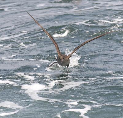 Sooty Shearwater