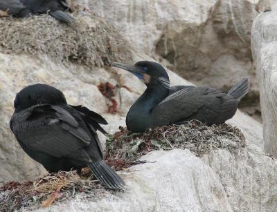 Brandt's Cormorant