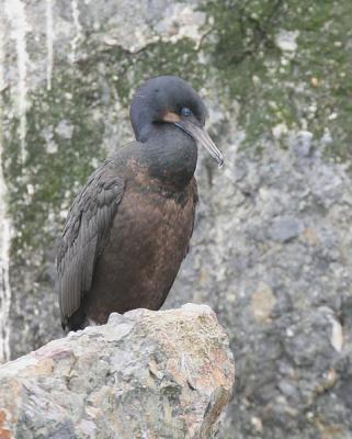 Brandt's Cormorant