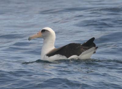 Laysan Albatross