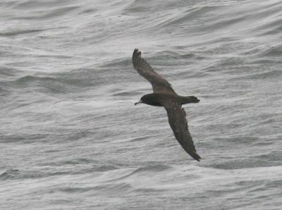 Flesh-footed Shearwater