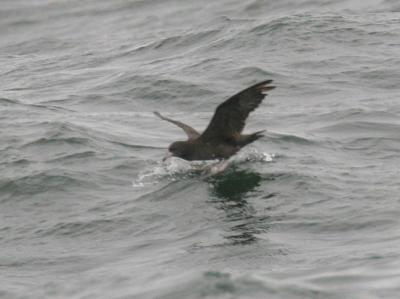 Flesh-footed Shearwater