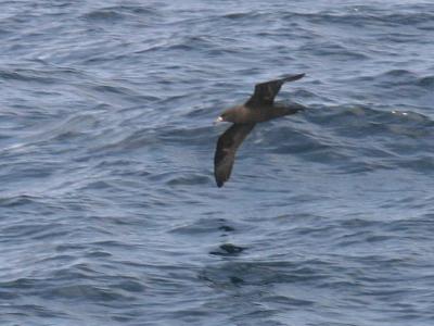 g4/58/287858/3/59454759.060422FleshfootedShearwater4235.jpg