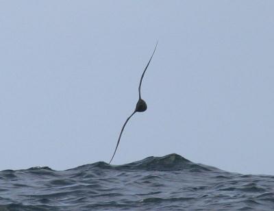 Flesh-footed Shearwater