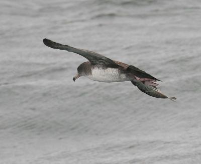 Pink-footed Shearwater