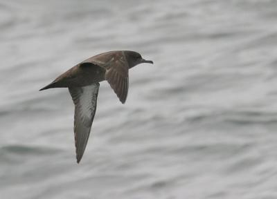 Sooty Shearwater