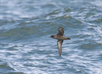 Sooty Shearwater