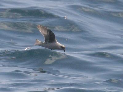 Fork-tailed Storm-Petrel