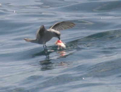 Fork-tailed Storm-Petrel