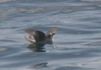 Fork-tailed Storm-Petrel