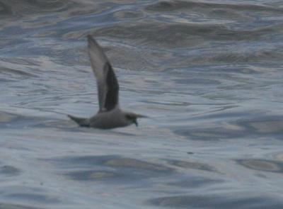 Fork-tailed Storm-Petrel