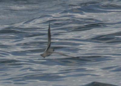 Fork-tailed Storm-Petrel