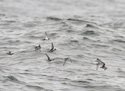 Red and Red-necked Phalaropes