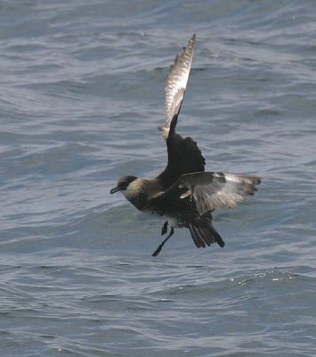 Pomarine Jaeger