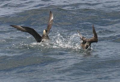 Pomarine Jaeger and Sooty Shearwater