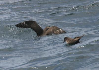 Pomarine Jaeger and Sooty Shearwater