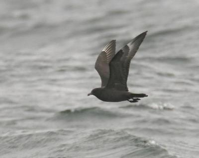 Pomarine Jaeger