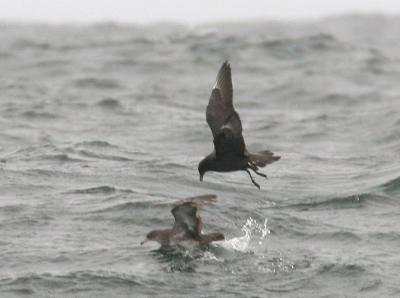 Pomarine Jaeger and Pink-footed Shearwater