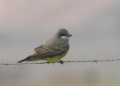 Cassin's Kingbird