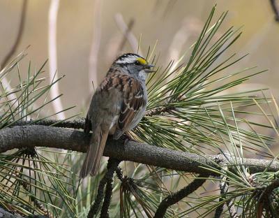 White-throated Sparrow