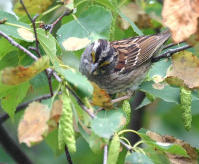 White-throated Sparrow