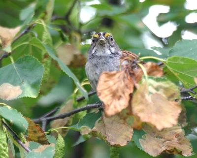 White-throated Sparrow