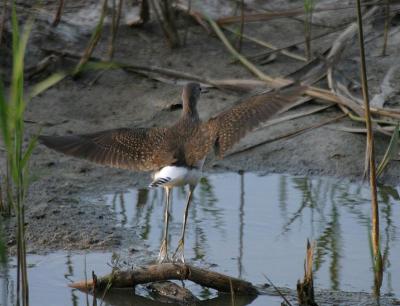 Green Sandpiper