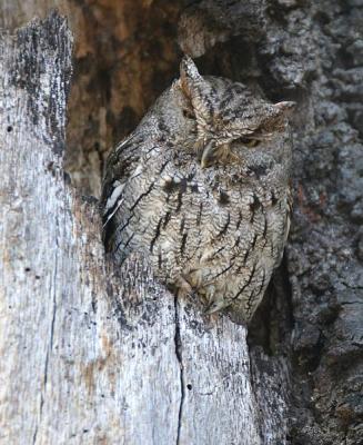 Western Screech-Owl