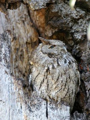 Western Screech-Owl