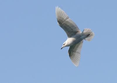 Iceland Gull (Kumlien's)