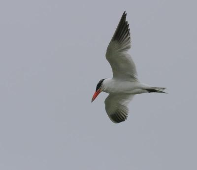 Caspian Tern