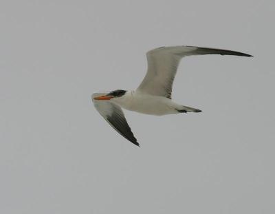 Caspian Tern