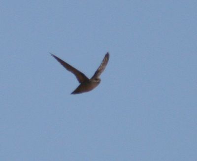 Vaux's Swift