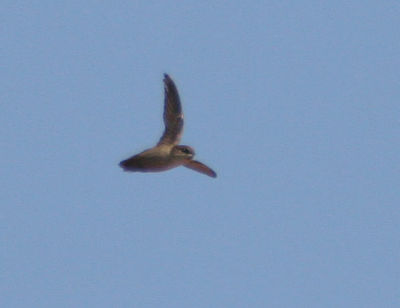 Vaux's Swift