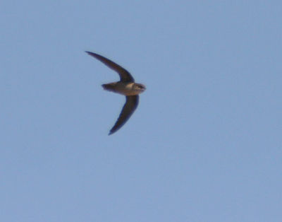 Vaux's Swift