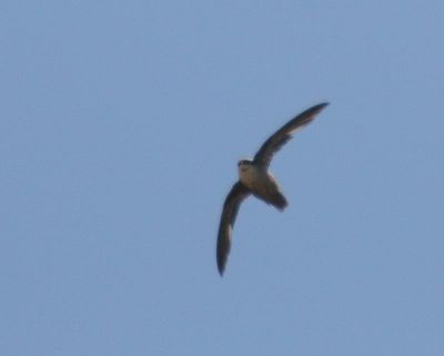 Vaux's Swift