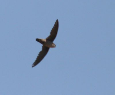 Vaux's Swift