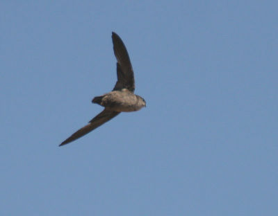 Vaux's Swift