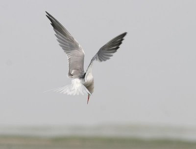 Common Tern